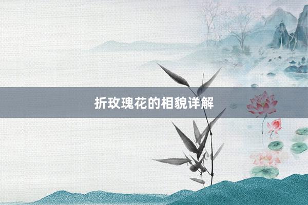 折玫瑰花的相貌详解